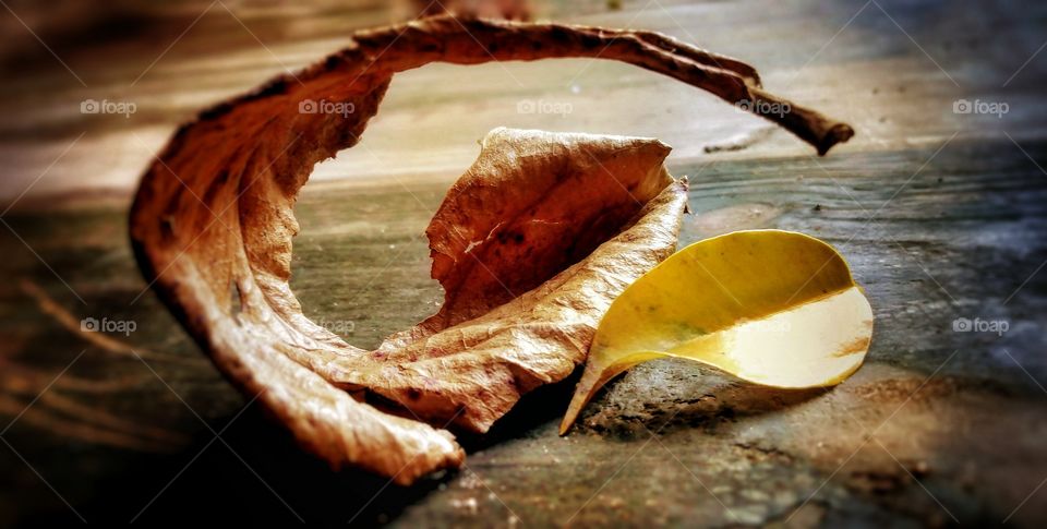 dry autumn leaves