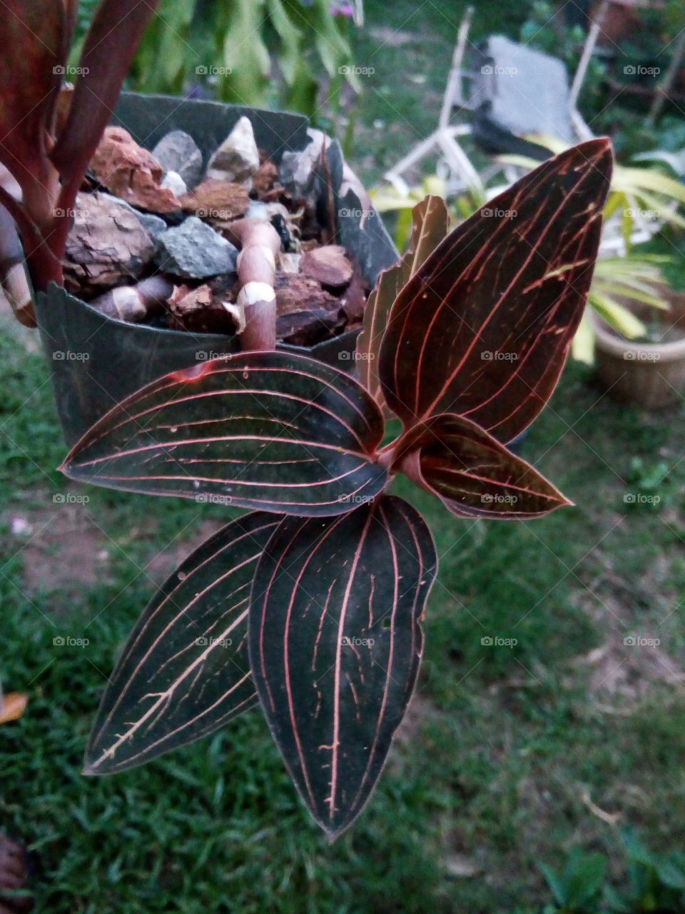 Nature, No Person, Leaf, Flora, Flower