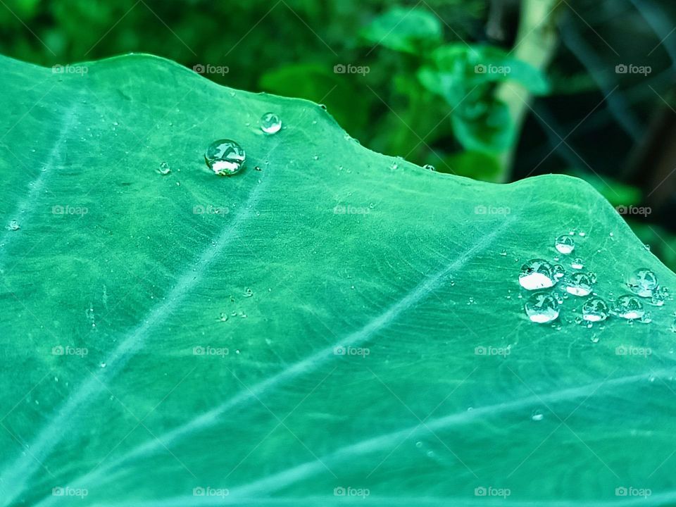 water drops on leaves