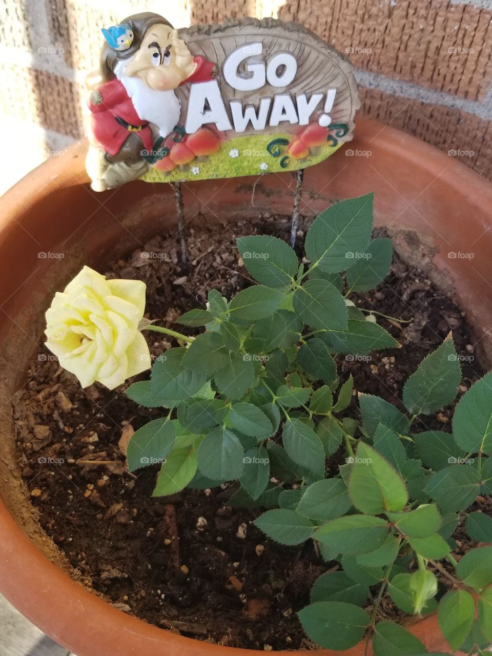 A yellow rose to remember Mom