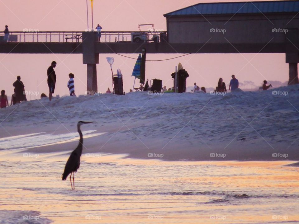 Heron on the gulf