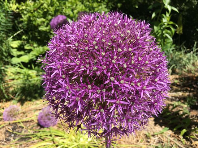 Close-up of purple flower