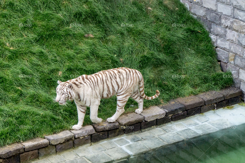 White tiger walking