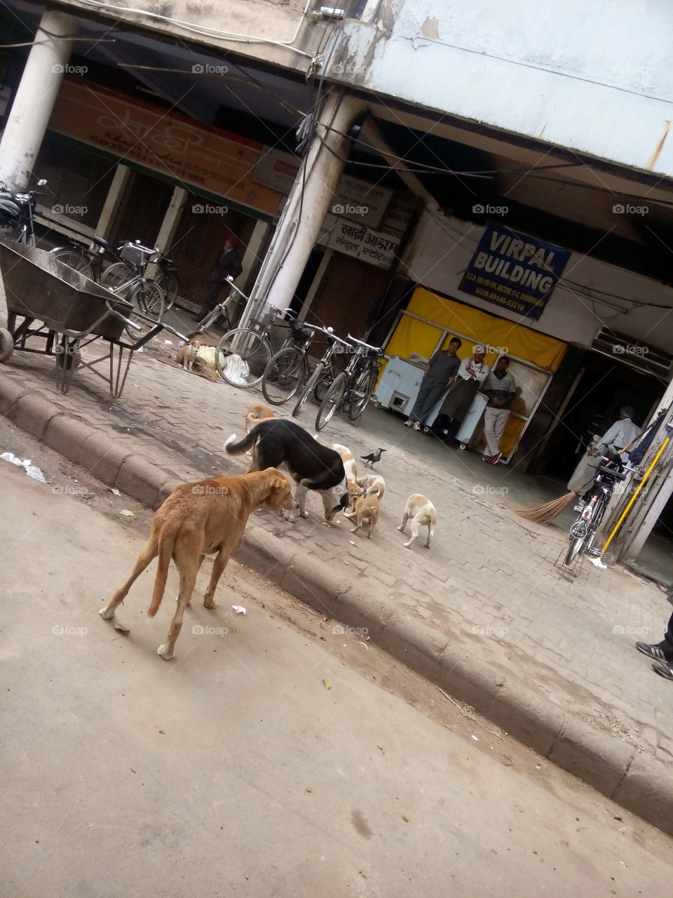 street dogs people cycles pet