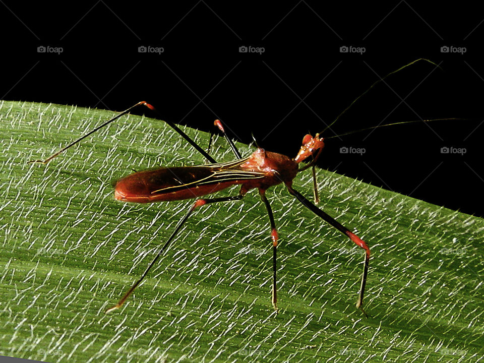 Leaf-footed plant bug on a leaf