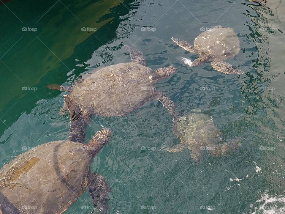 Turtle gathering