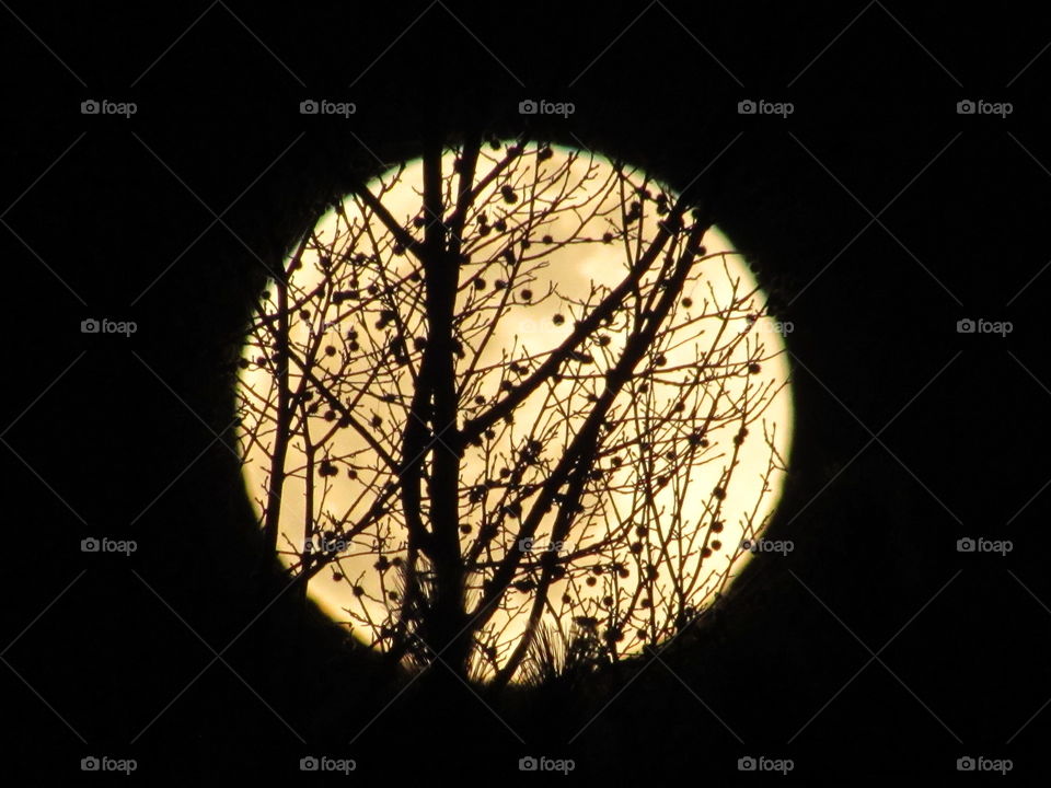 Full moon rising behind a sweet gum tree in the winter