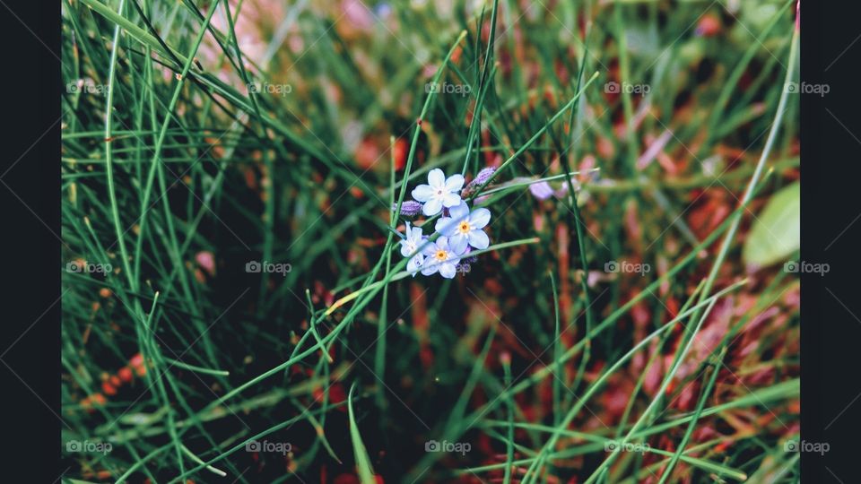 Nature, Grass, Flower, No Person, Garden