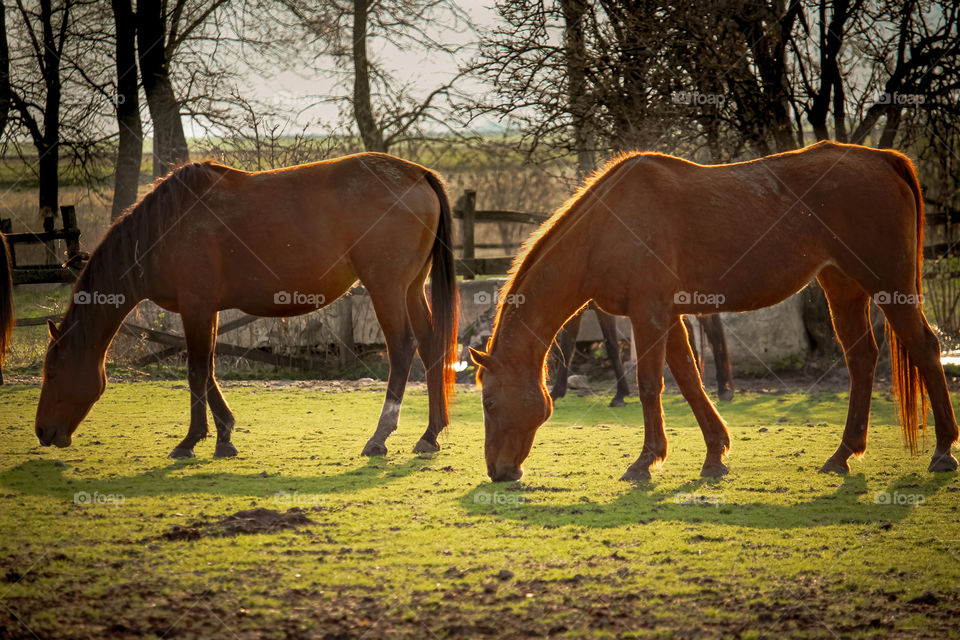 Brown horses