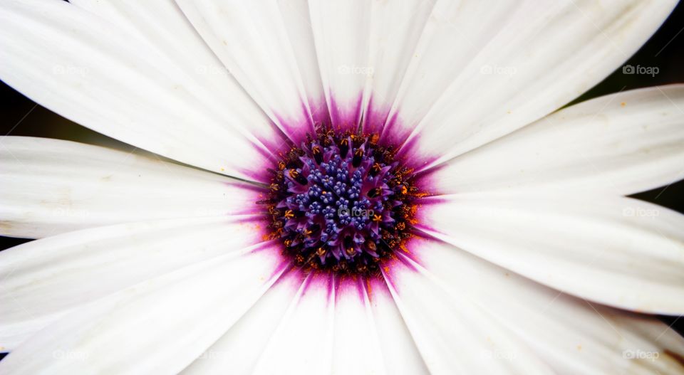 Close up of a flower 