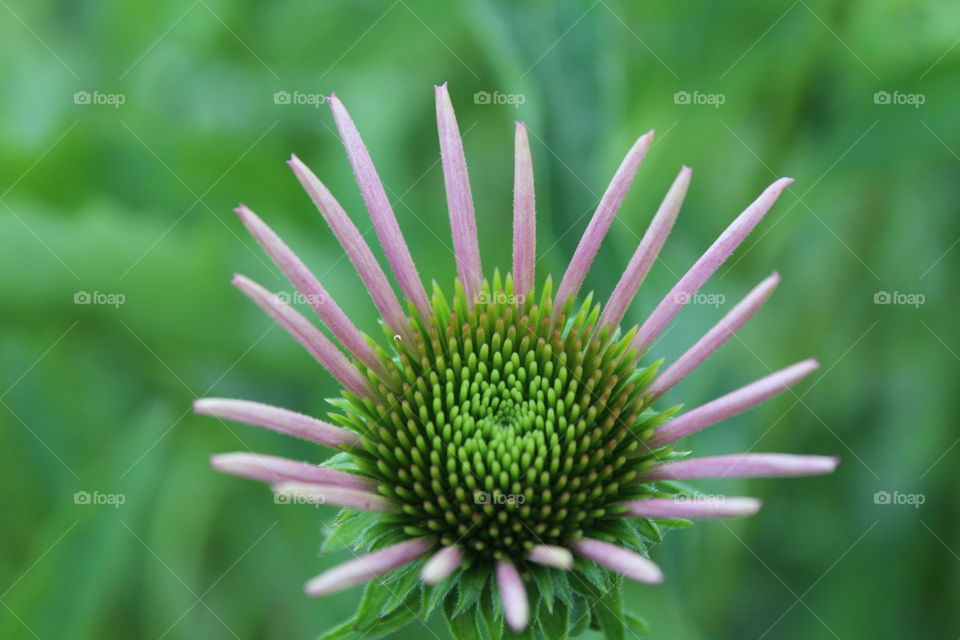coneflower about to bloom