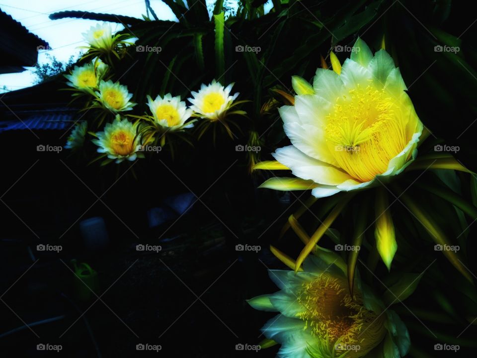 Dragon fruit is the fruit of several types of cacti from the genera Hylocereus and Selenicereus. This fruit comes from Mexico, Central America and South America but now it is also cultivated in Asian countries such as Taiwan, Vietnam, the Philippines