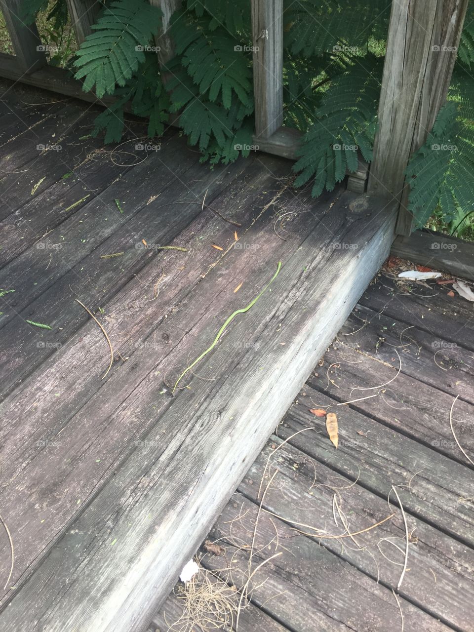 A small green snake slithering across a country porch. 