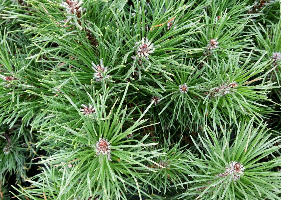 green conifer background