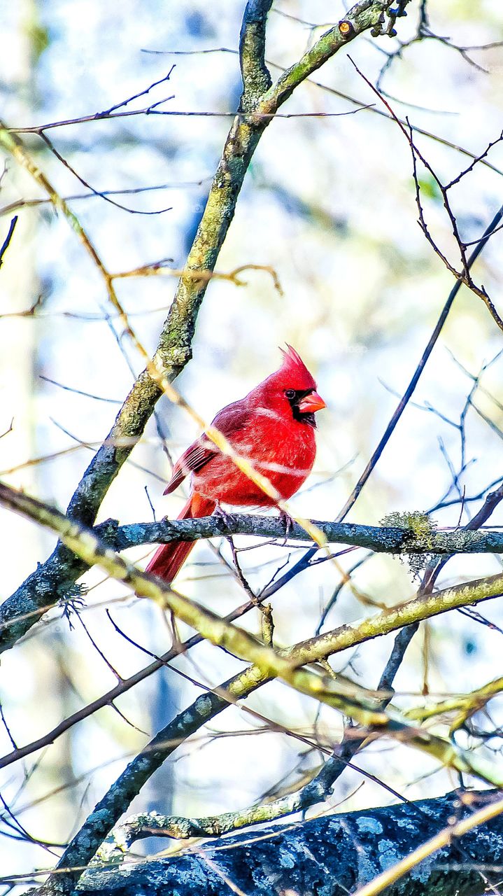 close up red bird in tree