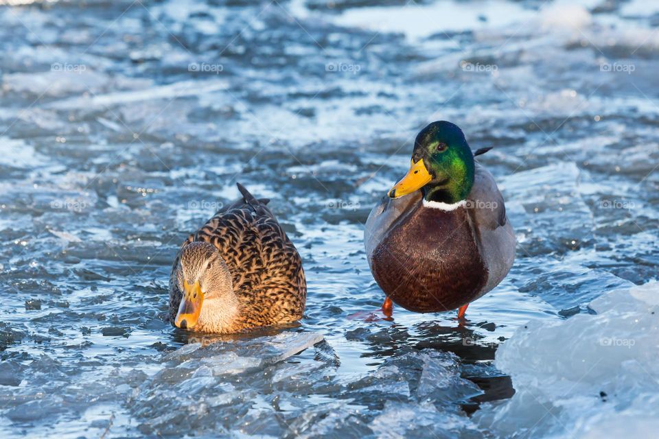 A couple of beautiful mallard duck birds standing on the ice of frozen ocean looking for food and water on a cold sunny winter day