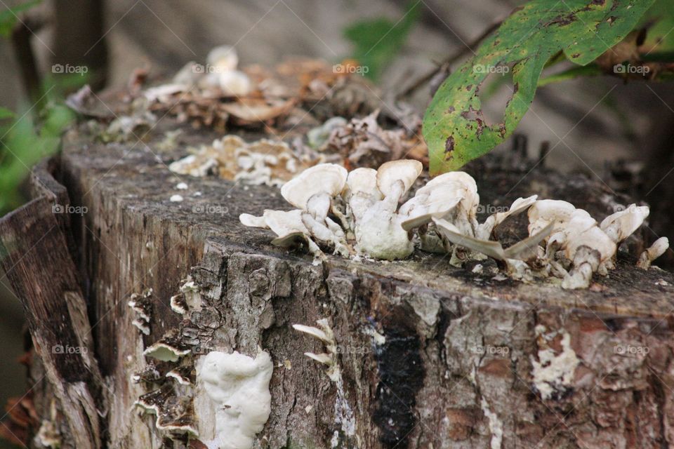 Fungus on tree stump slimy blossoming texture