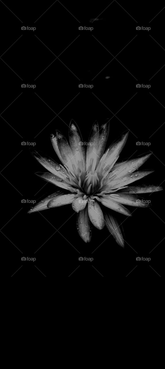 black and White, beautiful flowers, drak picture, beautiful, lovely