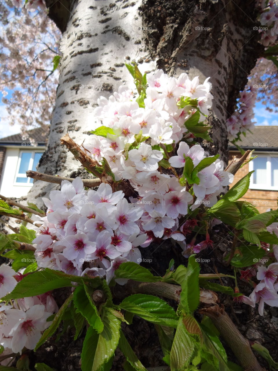 spring. cherry tree