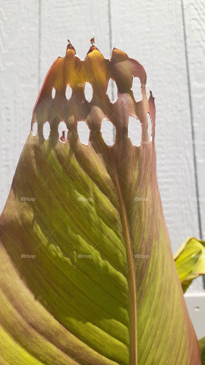 Artistic Damage on Canna Lily Leaf