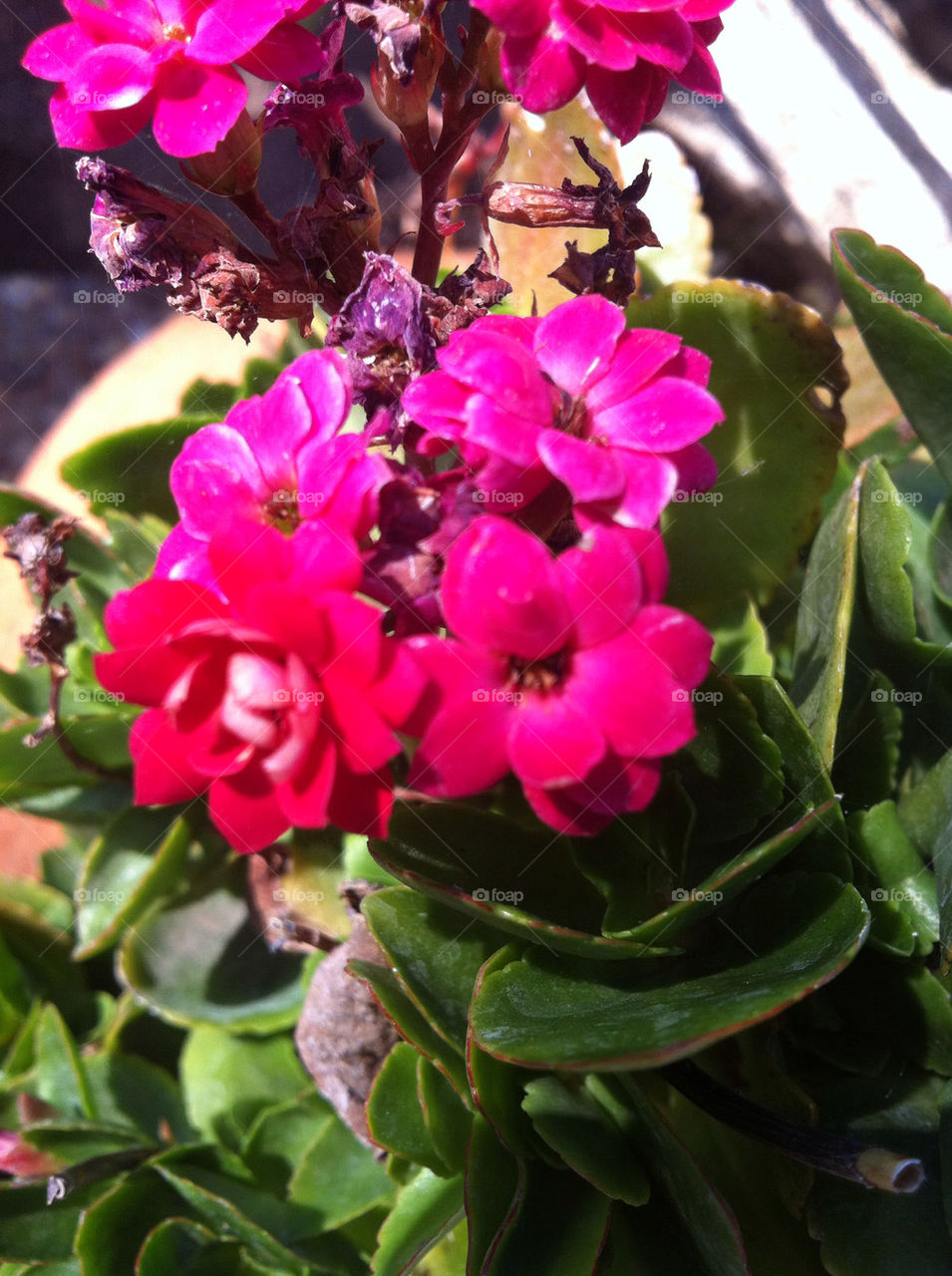 flowers nature outdoors leaves by blackpearl079