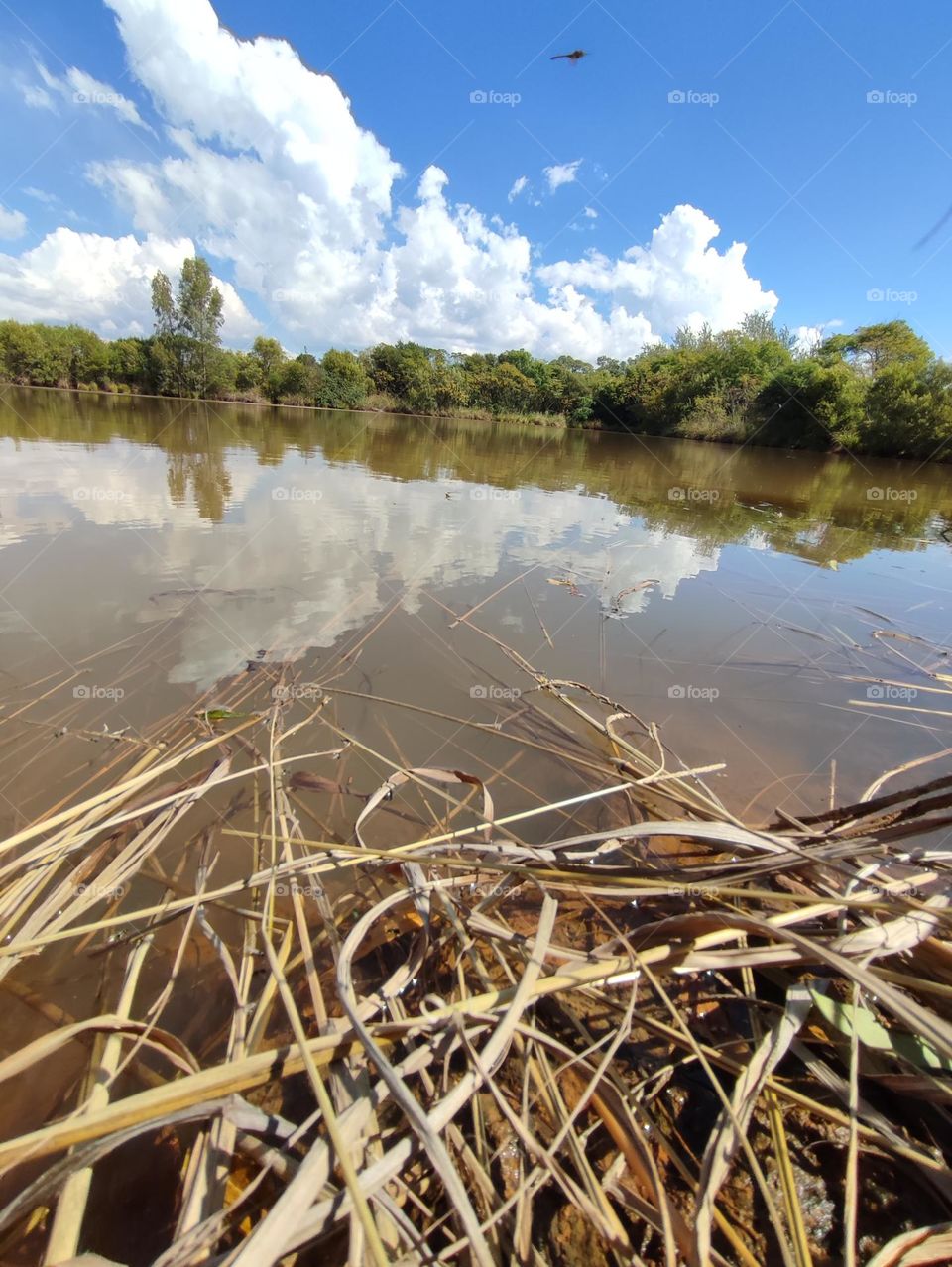 Pond