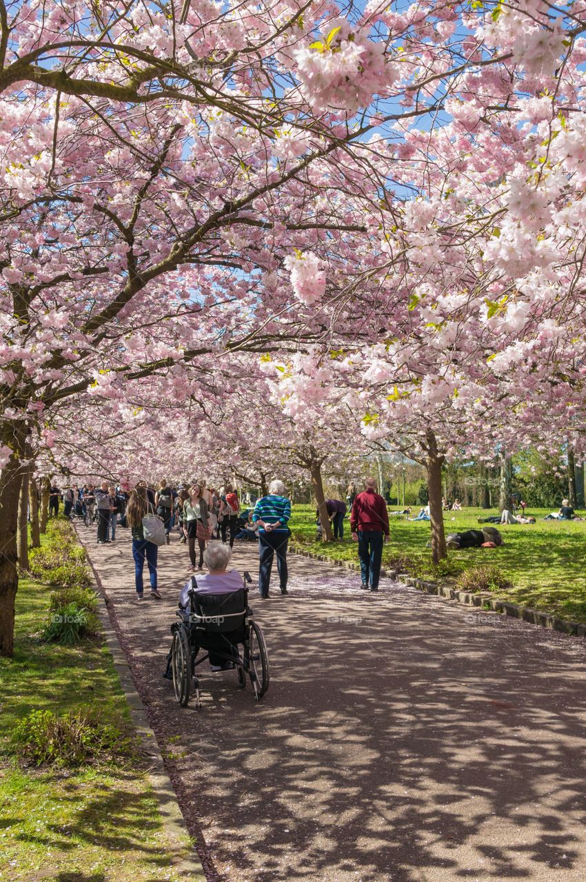 Pink park