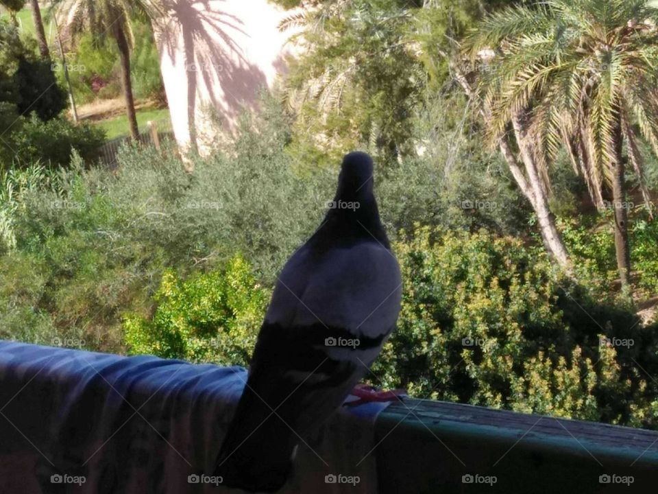 Beautiful pigeon looking at the garden.