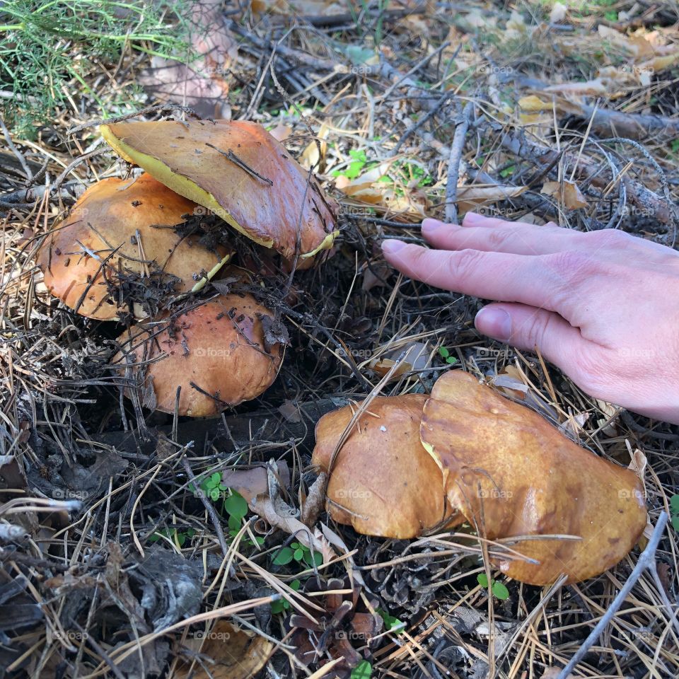 I like to pick mushrooms