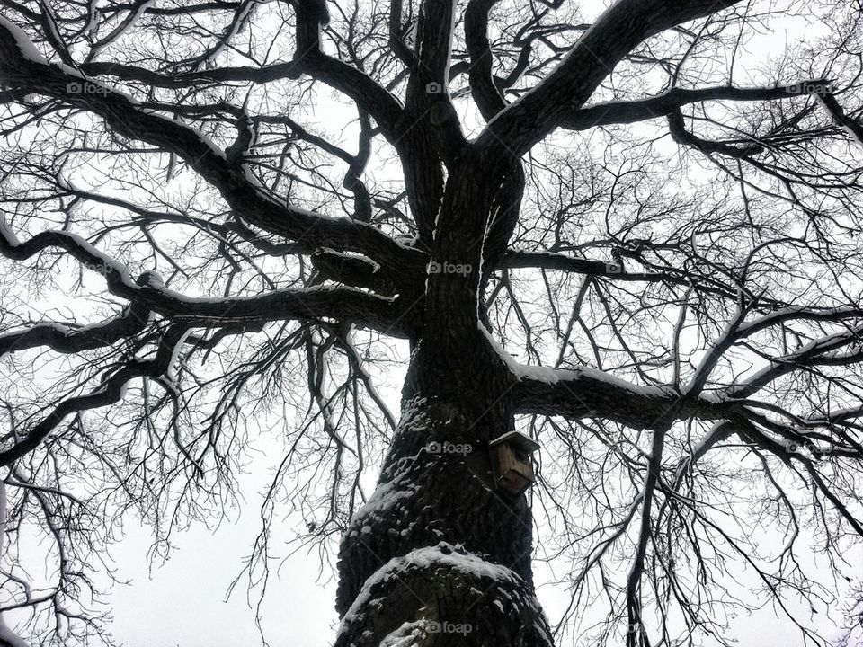 Cuckoo's Nest on a tree in the winter