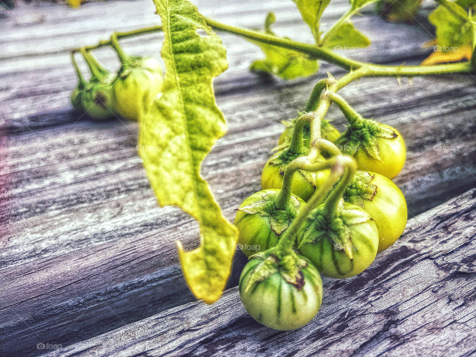 Green berries and leaves on a wood deck 