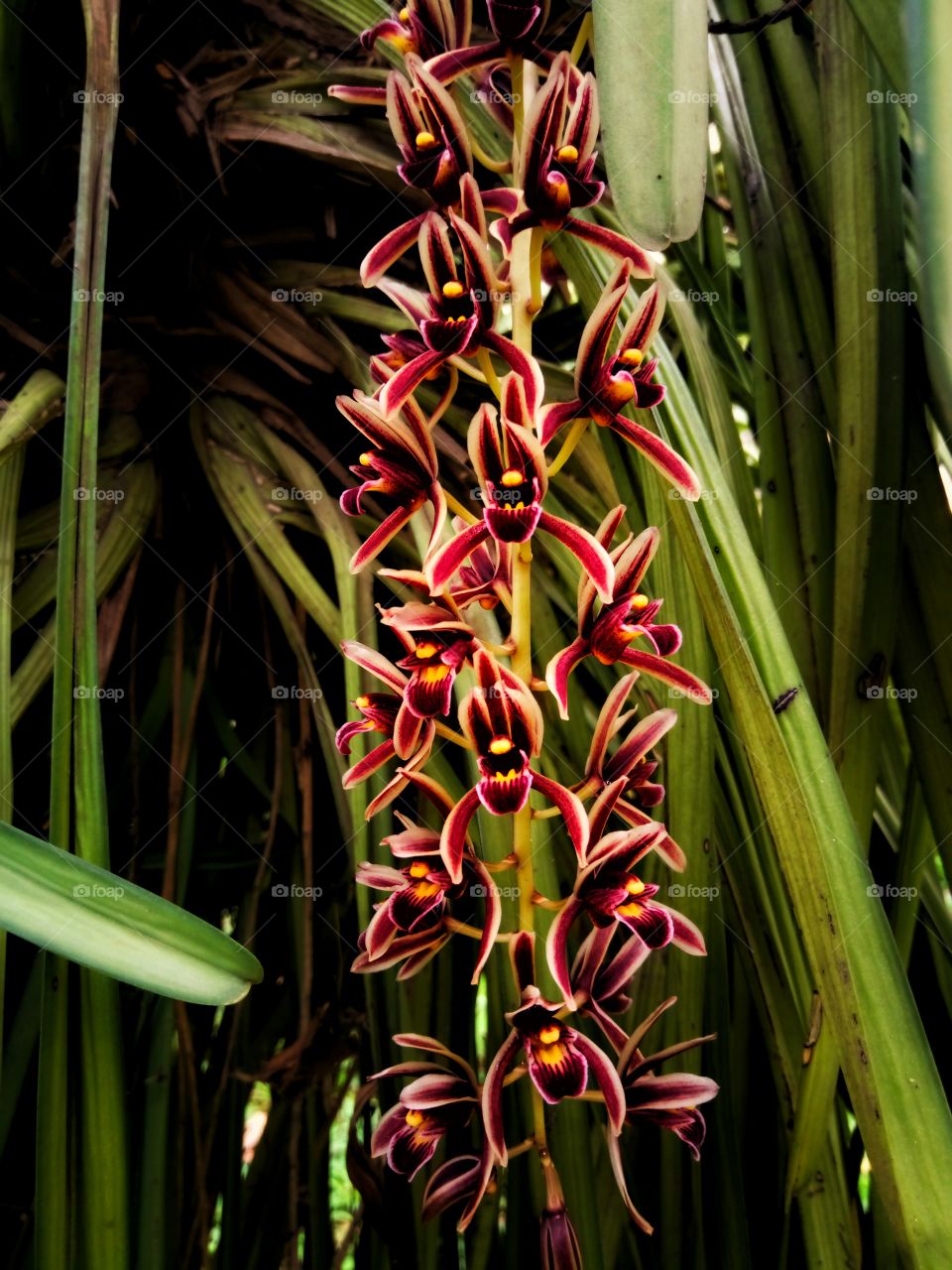 Cymbidium finlaysonnianum orchid