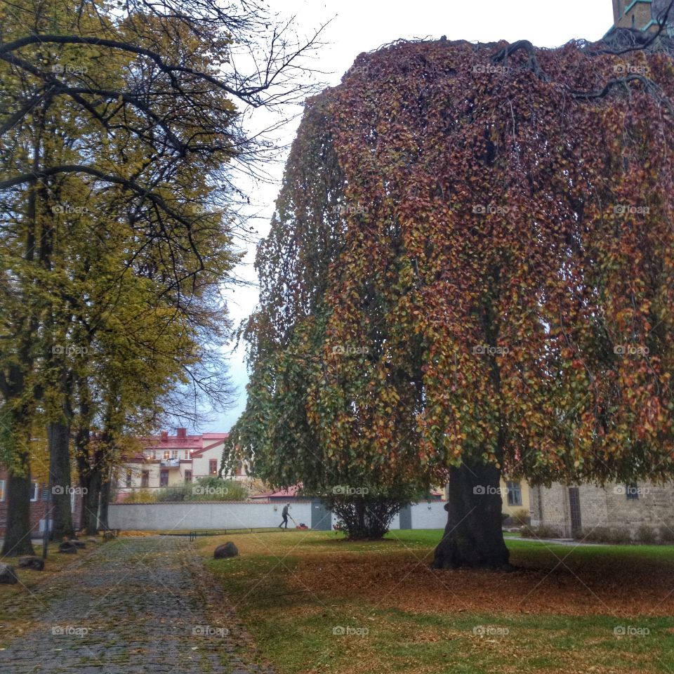 Tree in a park