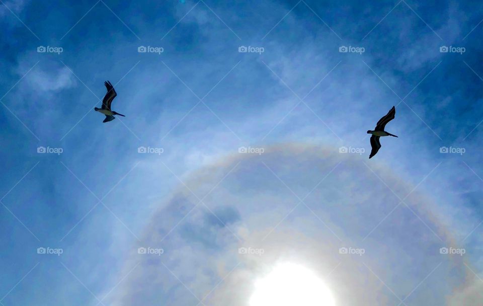 Two pelicans flying directly overhead in front of deep blue winter sky and colorful halo around the sun 