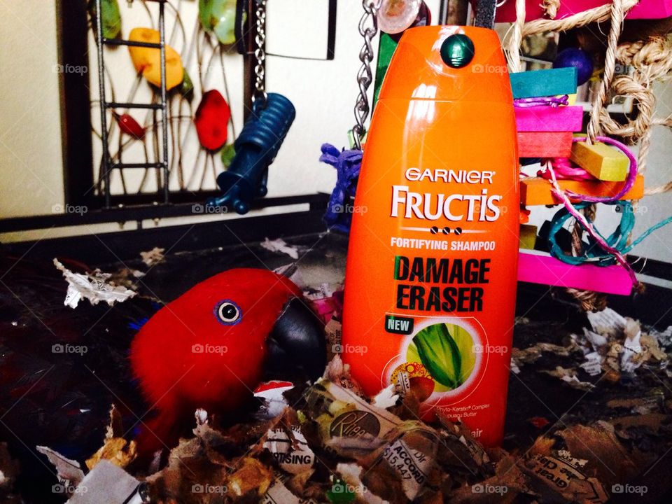 Garnier and parrot