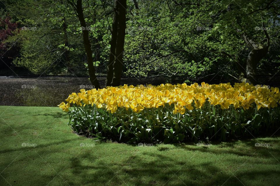 Yellow Spring at Keukenhof Park. Sunny day. Beautiful yellow flowers. Vibrant green grass. Relaxing environment.