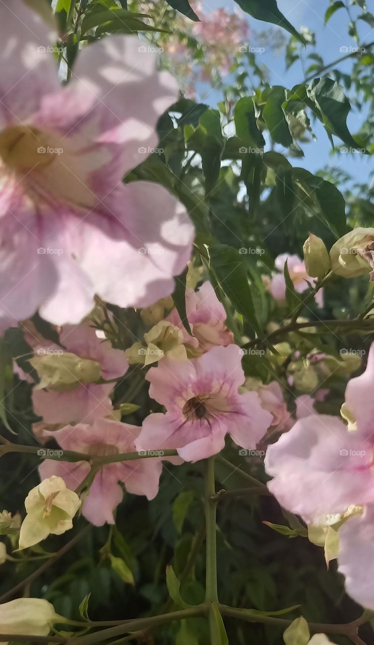 Abeja escondida en flor