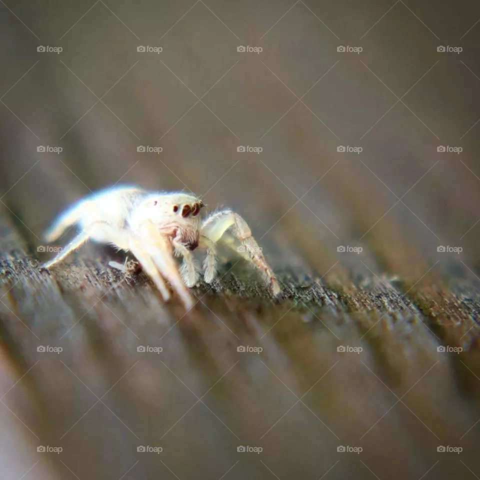 little white spider
