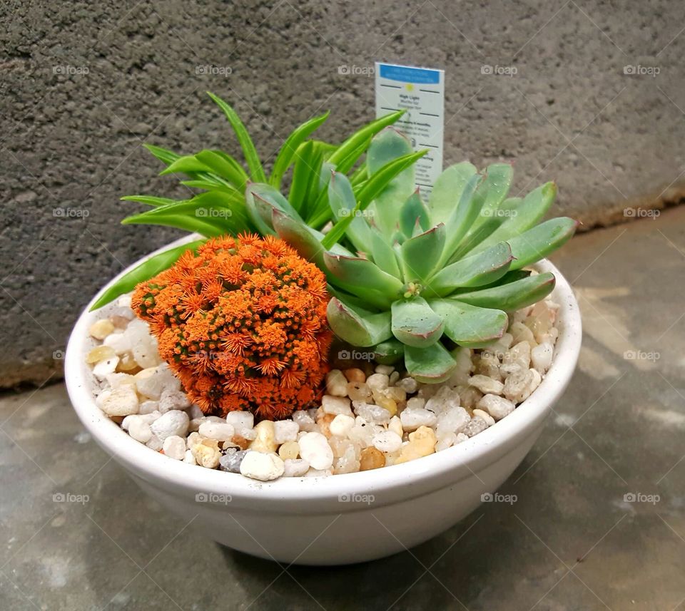 Potted Plant Cactus