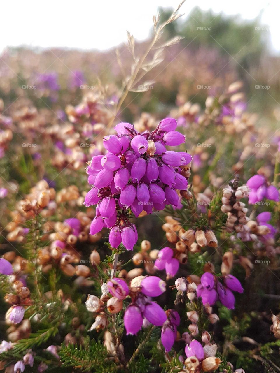 Heather flowers at Stokes Bay beach