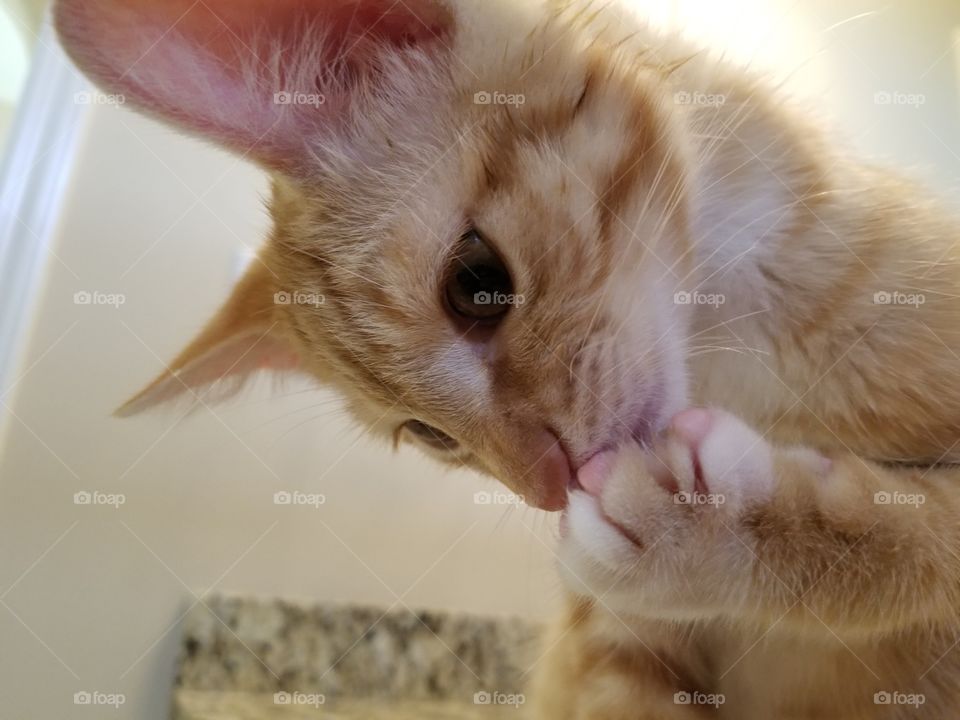 I have something on my paw!