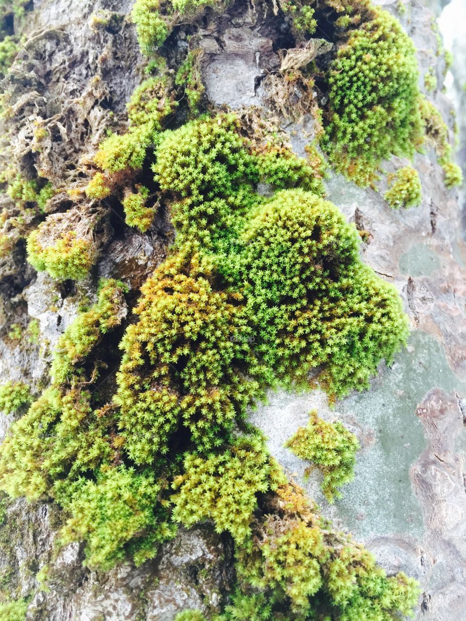 Close-up of mossy tree