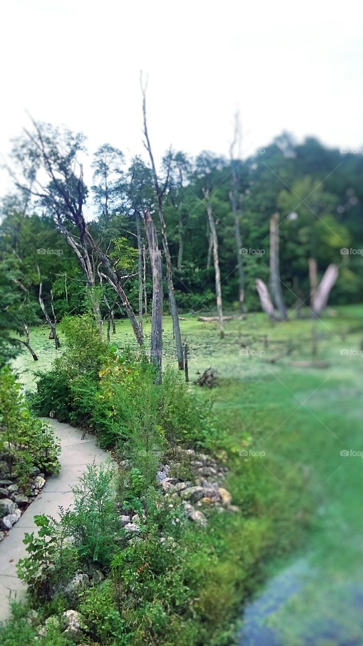 Swamp Path