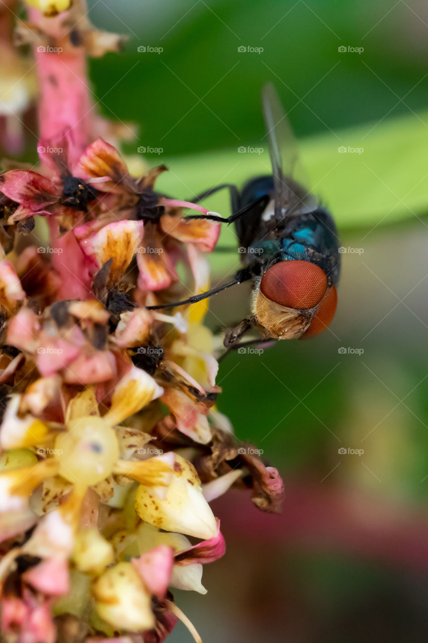 A houseful is busy to collect honey.