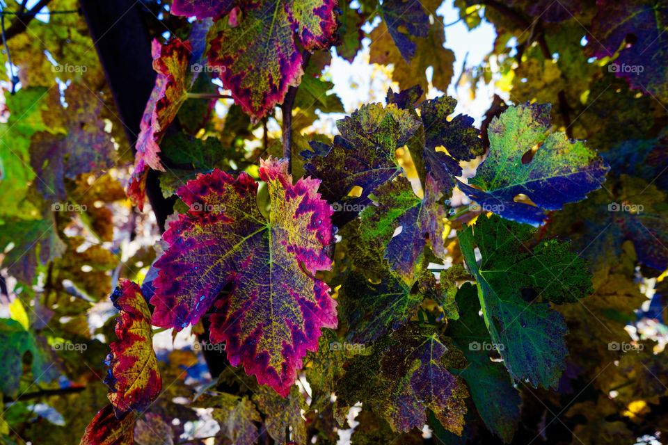 Fall Vine