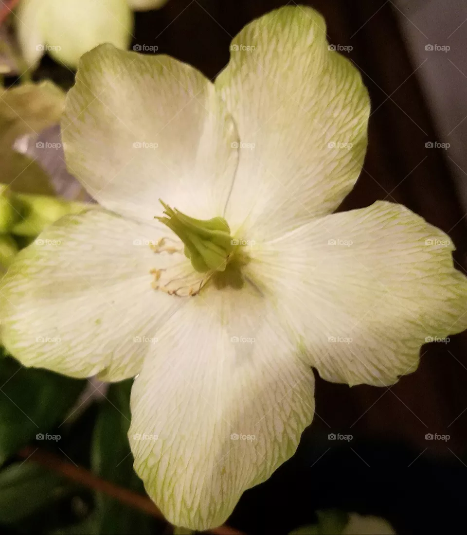 flower