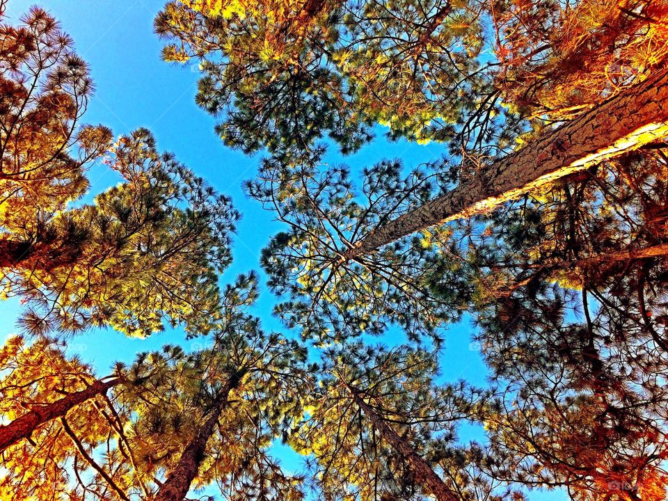 Forest canopy in golden light. Forest canopy glowing in the golden hour.