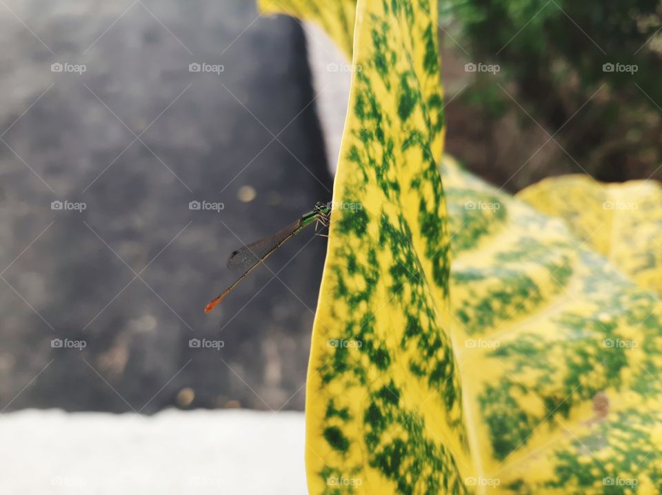 damselfly sitting on a yellow leaf