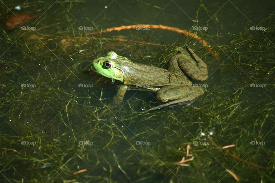 bullfrog