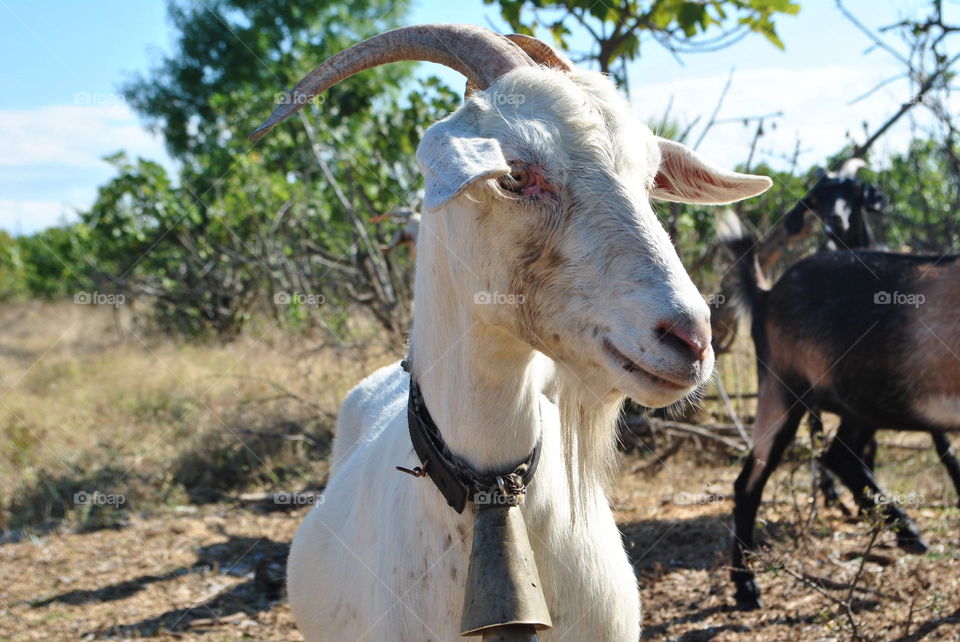 A curious goat